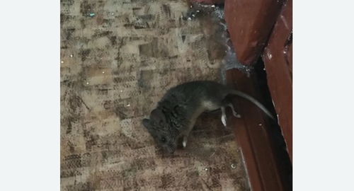 Дезинфекция от мышей в Хабаровске